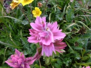 purple_wildflower