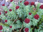 red_wildflowers