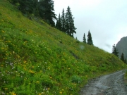 wildflowers