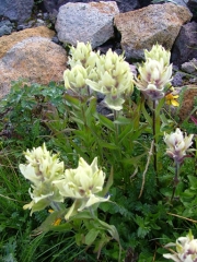 yellow_wildflower