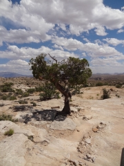 lone_tree