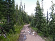 wet_trail