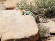 lizard