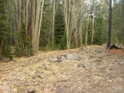 aspen_leaves