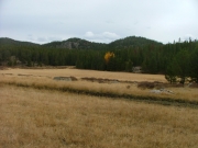 meadow