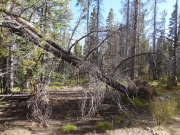 deadfall