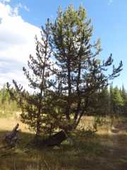 interesting_tree