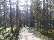 tall_trees