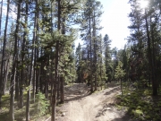 trees_in_the_middle