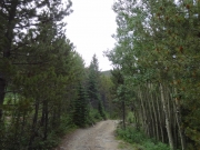 aspens