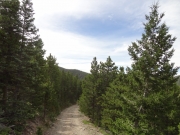 green_trees