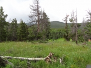 meadow