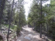 old_deadwood