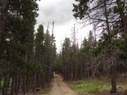 thick_trees