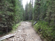 in_the_trees