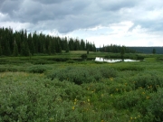 green_and_blue