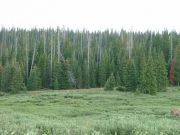 old_burned_trees
