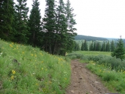 soggy_trail