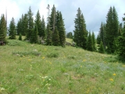 wild_flowers