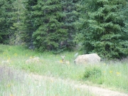 deer