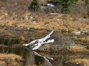 beaver_house