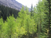 aspens_part_1