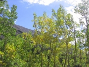aspens_part_2