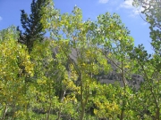 aspens_part_3