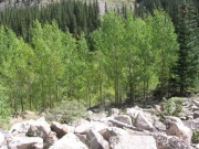 aspens_part_4