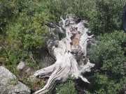 dead_tree