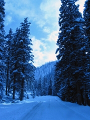 big_trees