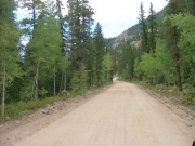 aspens