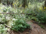 overgrown