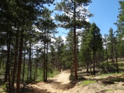 unburned_trees
