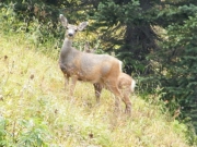 deer
