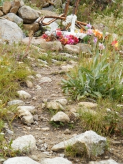 fall_flowers