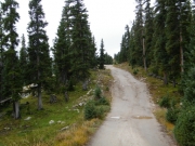 through_trees