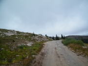 timberline