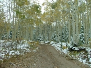 aspens