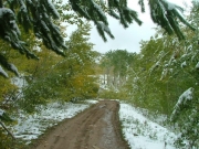 close_trees