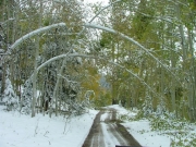 crown_of_aspens