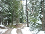early_trail