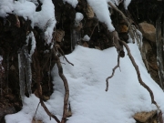 icicles