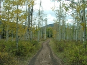 sparse_aspens