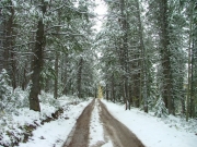 straight_trail