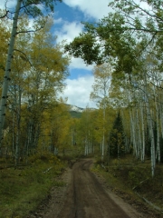 trees_above