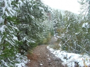 trees_in_close