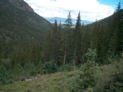 big_trees