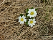 alpine_flowers