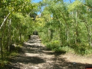 aspens